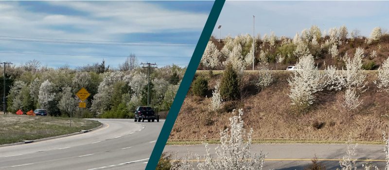 White blooming trees shown along a flat roadside (left) and covering a roadside hill (right).